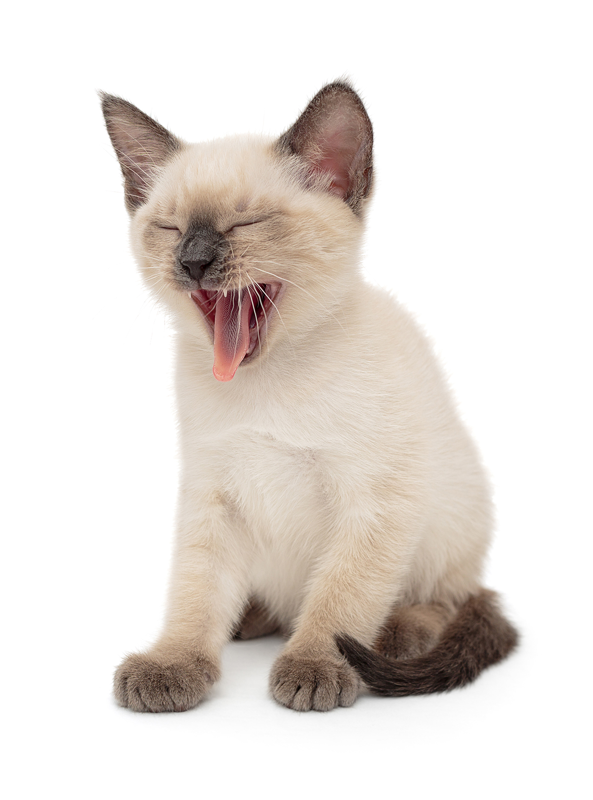 Louisiana SPCA 404 Page Cat